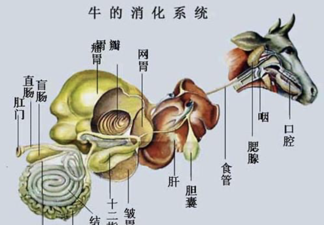 这就是相似之处结束的地方,因为牛的胃很笨重,并且占用了大量内部空间