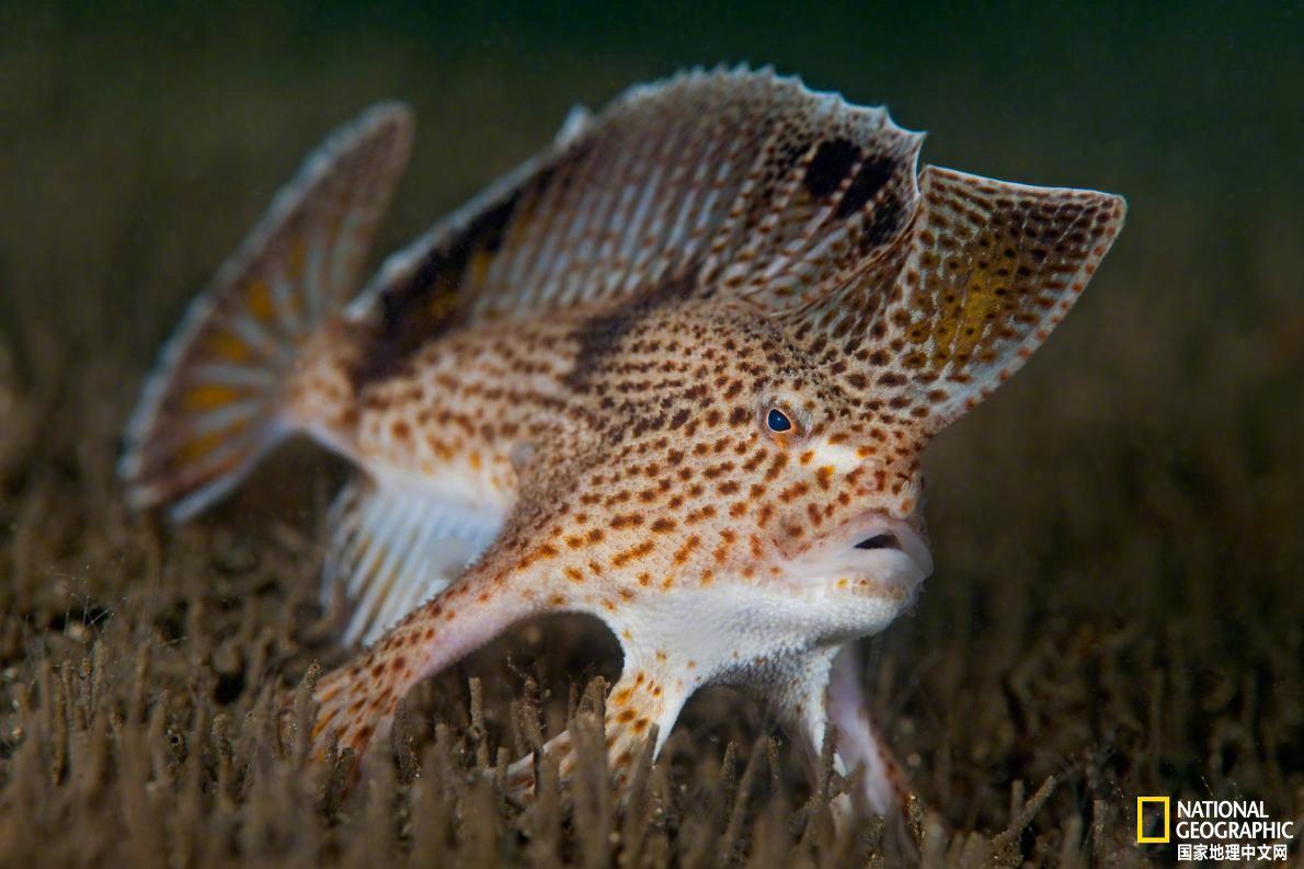 这种"行走"海底的鱼已经灭绝
