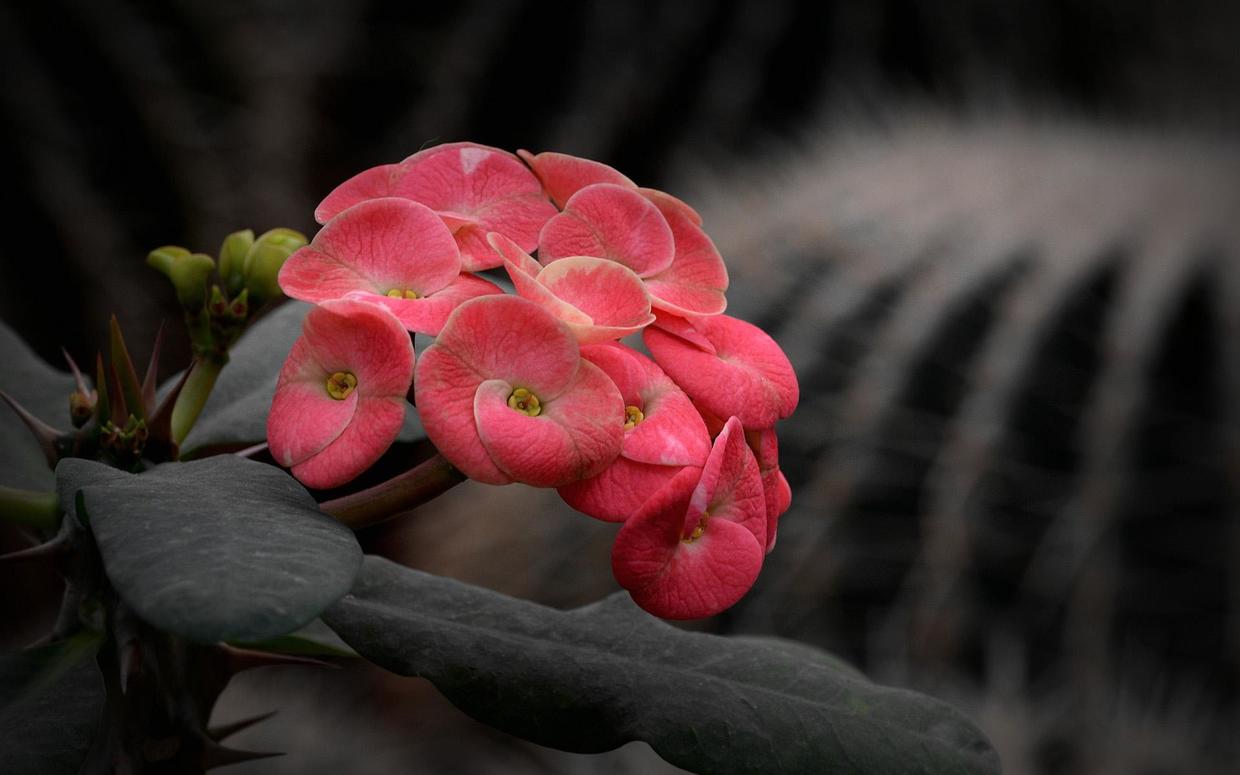 虎刺梅观赏价值高养好了四季盛开粉嫩的花朵招人喜欢