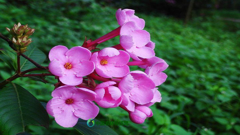 最具有推广前景的夏秋观赏花木——滇丁香|云南|花木|丛植_新浪新闻