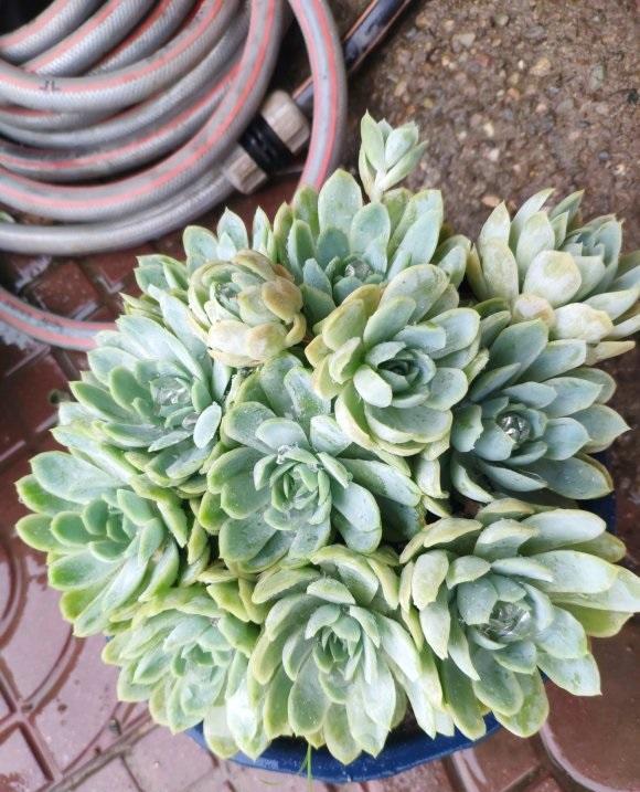 养它必须要放在日照充足的位置,封闭的阳台养冰梅是极易徒长的,露养最