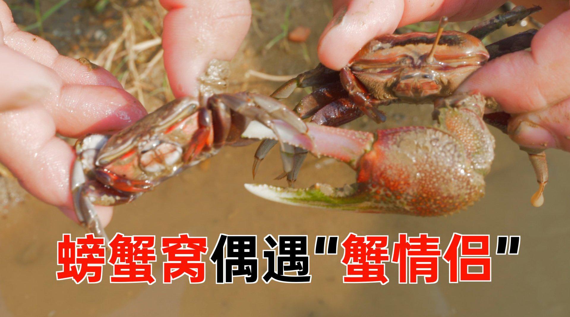 大梅赶海寻觅到新地点,却深陷泥潭,跳跳鱼和招潮蟹遍地都是!