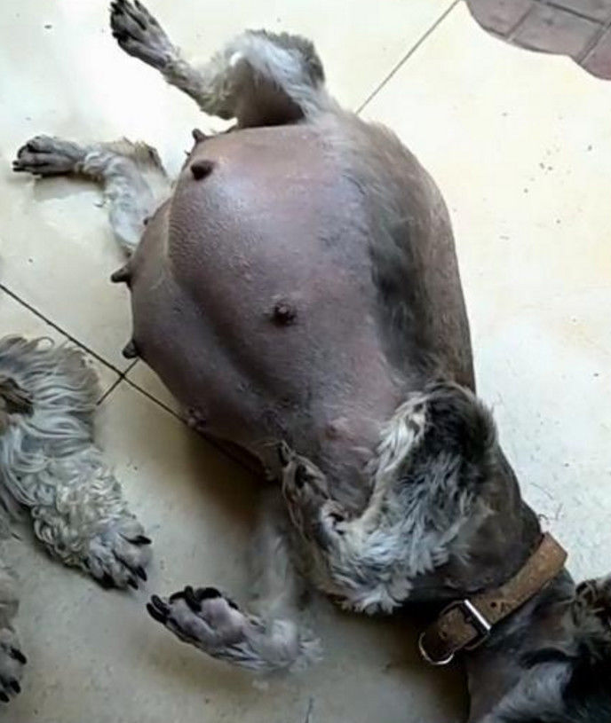 狗妈妈肚子胀得越来越大主人带它去检查兽医的话让他很高兴