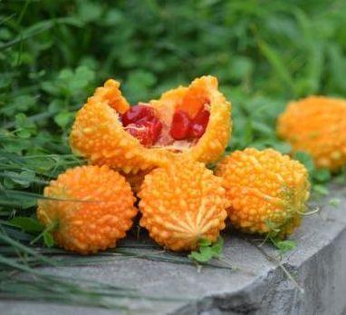 赖葡萄又叫做金铃子,黄金瓜,红娘瓜等,原产地印度中部,现在我国也有