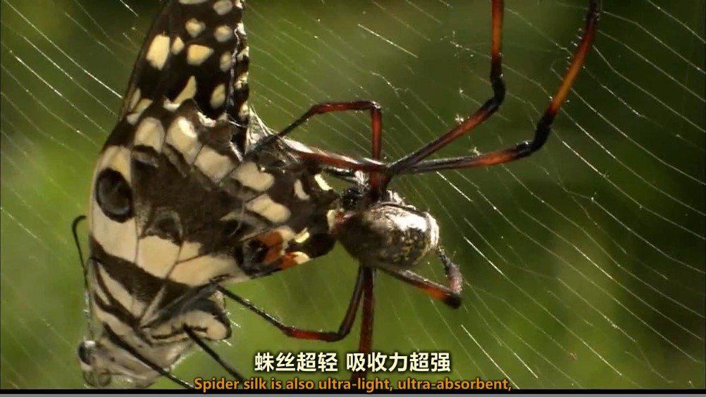 为您推荐: 澳州小哥在家里发现了一只猎人蜘蛛…… 为您推荐: bbc