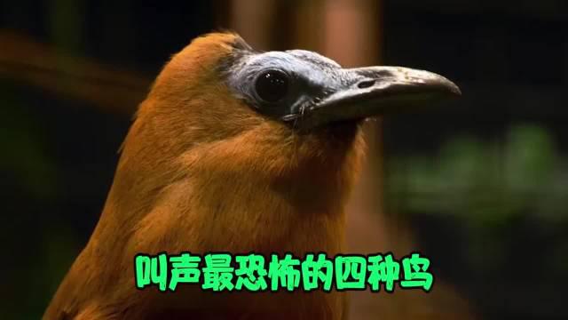 夏天里经常能听到的一种鸟叫声,不分昼夜,那就是噪鹃鸟