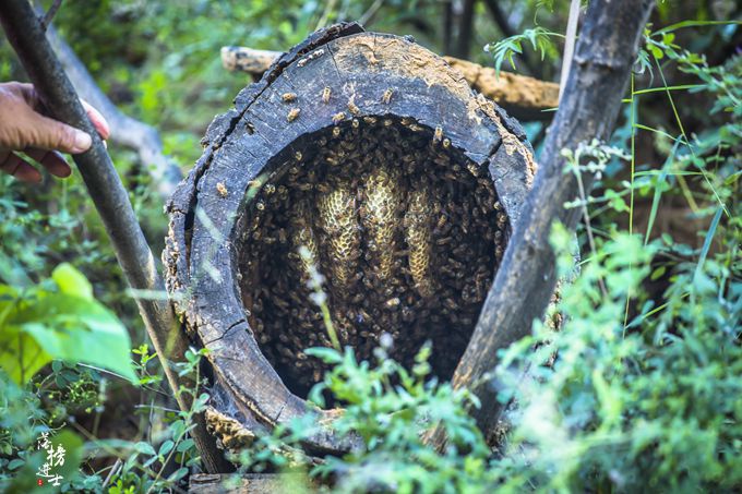 近日爆发了一起,蜜蜂采蜜是什么服务？自然界的精准配送系统全解析