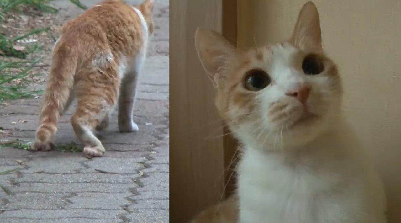 狸花猫正在打破喵界名言 让自己超越橘猫 成为喵界第一 猪 狸花猫正在打破喵界名言 让自己超越橘猫 成为喵界第一 猪