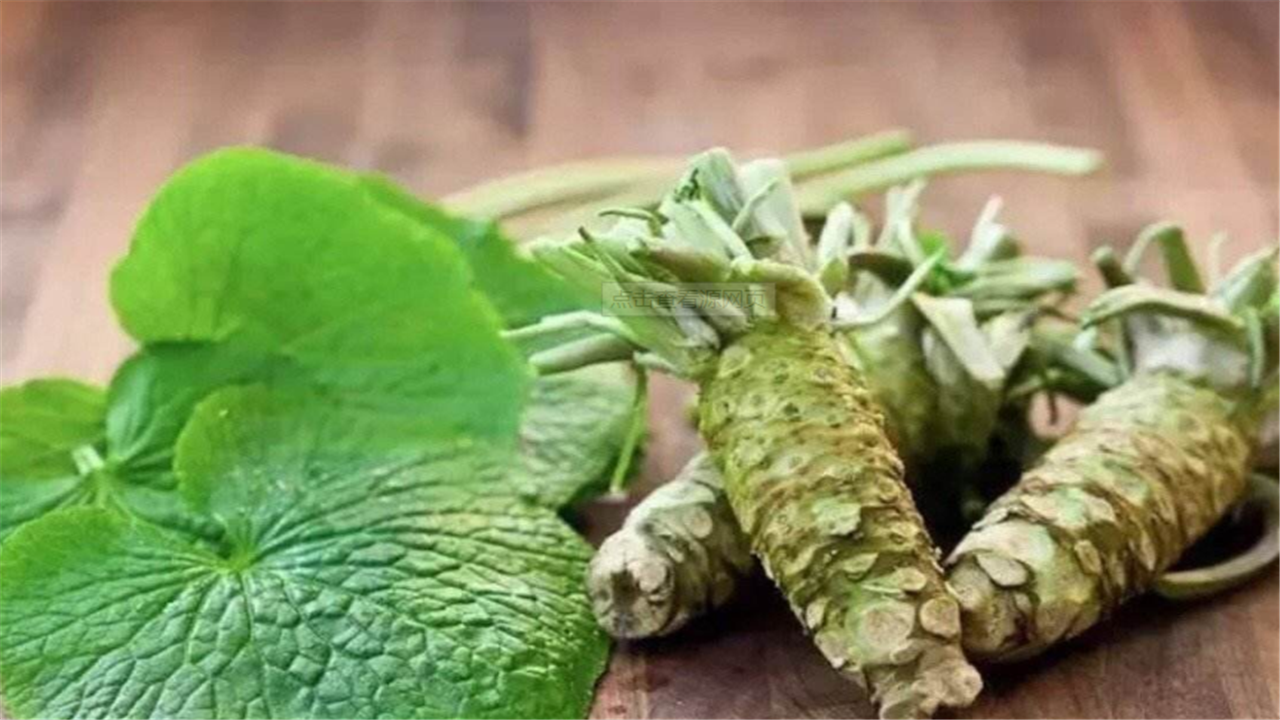 日本价格最不菲的蔬菜售价800元一斤日本需高价从中国引进