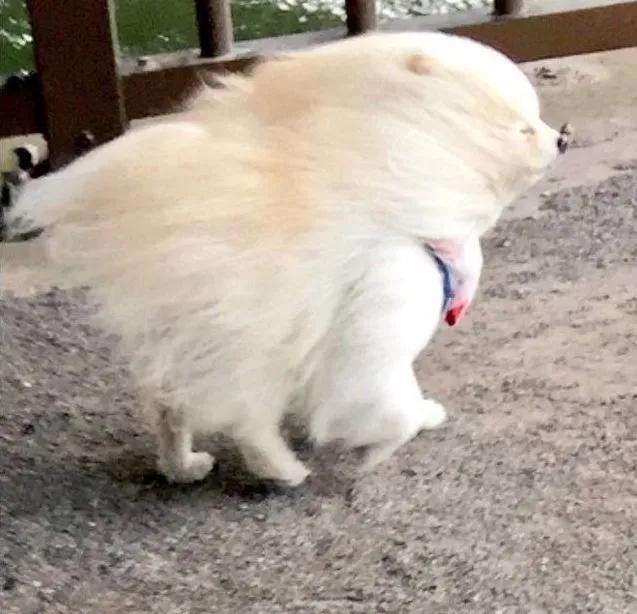 鉴于场面过于可爱有魔鬼网友甚至将狗狗被大风吹的模样做成了模型狗狗