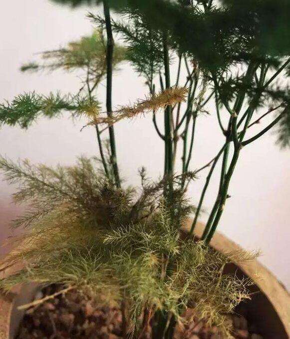 文竹变黄了应该怎么处理(文竹叶子发黄什么原因,怎样解决)