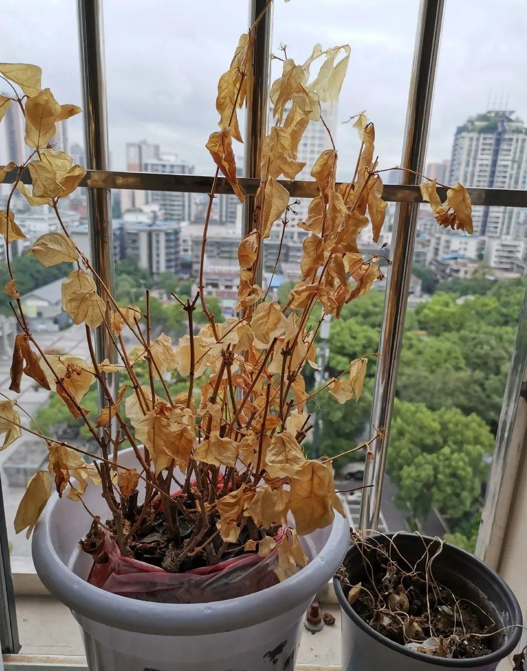 更不要说那些夏天会休眠的植物了,比如多肉,长寿花,天竺葵,仙客来