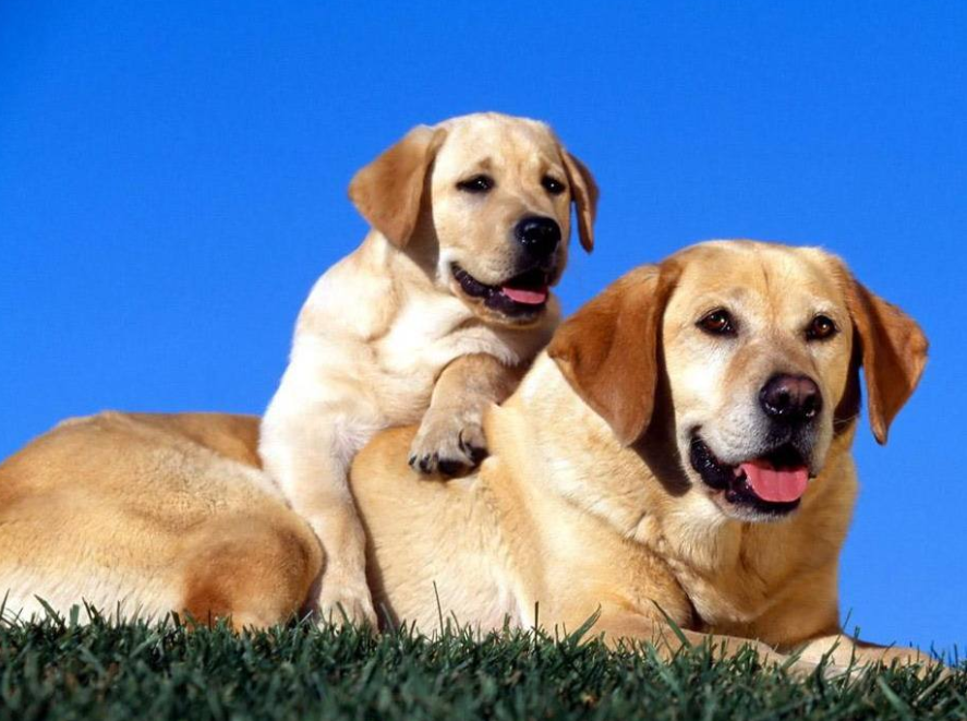 爷爷过生日,铲屎官拉着全家拍合照,不料拉布拉多的表情太抢镜了