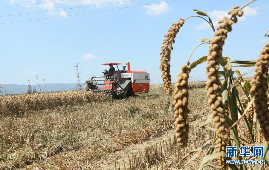 翼沃轩农机专业合作社利用天气晴好的有利时机组织收割机抢收谷子