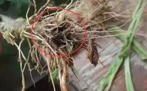 亏大了!用了"粪肥",伤了根落了果,赔了个底朝天