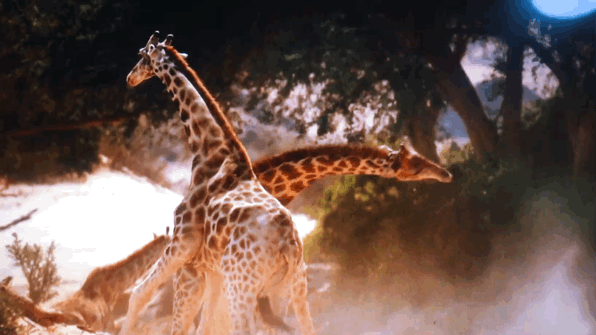 长颈鹿咀嚼动图图片