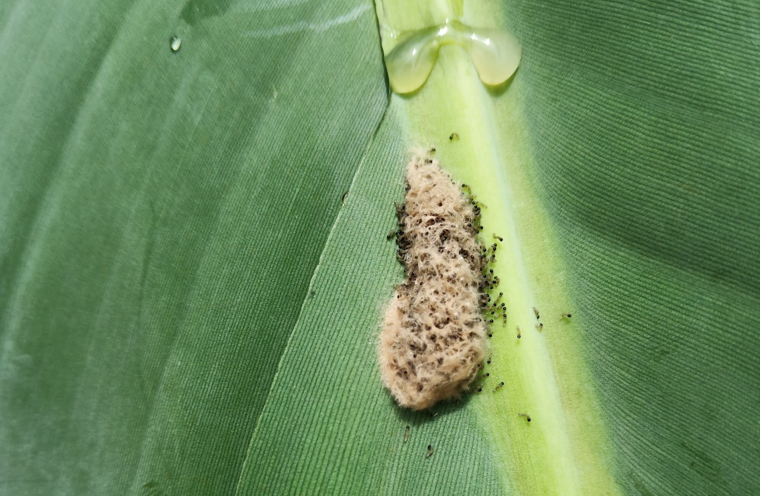 香蕉斜纹夜蛾的生活习性及防治办法|斜纹夜蛾|幼虫|香蕉_新浪新闻