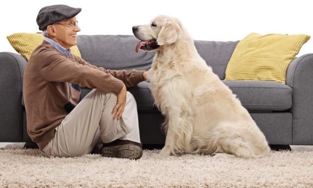 老年人养狗的6大好处,对健康的影响更为重要