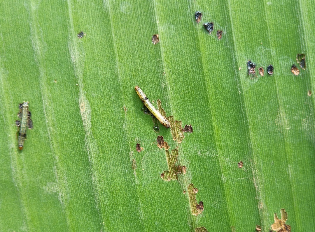 香蕉斜纹夜蛾的生活习性及防治办法