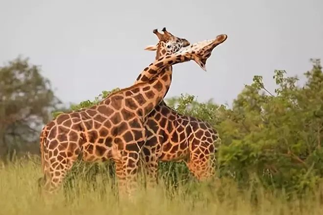 南非两只长颈鹿甩脖子打架,败者2次倒地,耳朵,头颈部伤痕累累