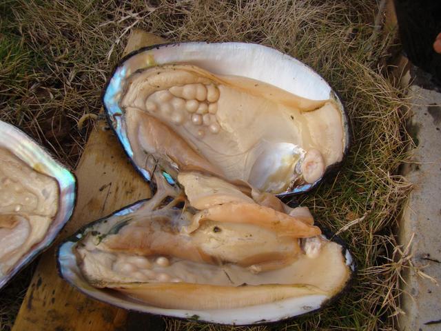 女子在河中钓上大量河蚌打开一看里面竟然全是宝贝