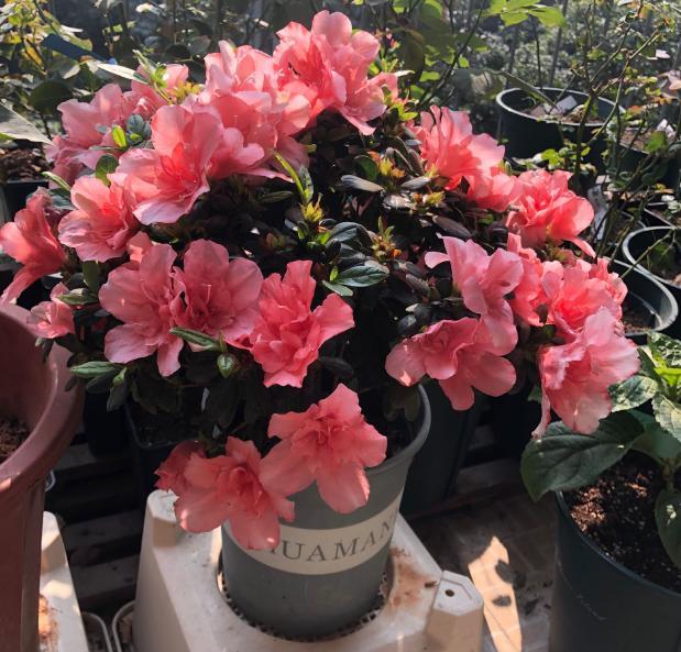 秋冬盆栽西洋杜鹃甭忘记这4步操作不然买回家分分钟伤亡