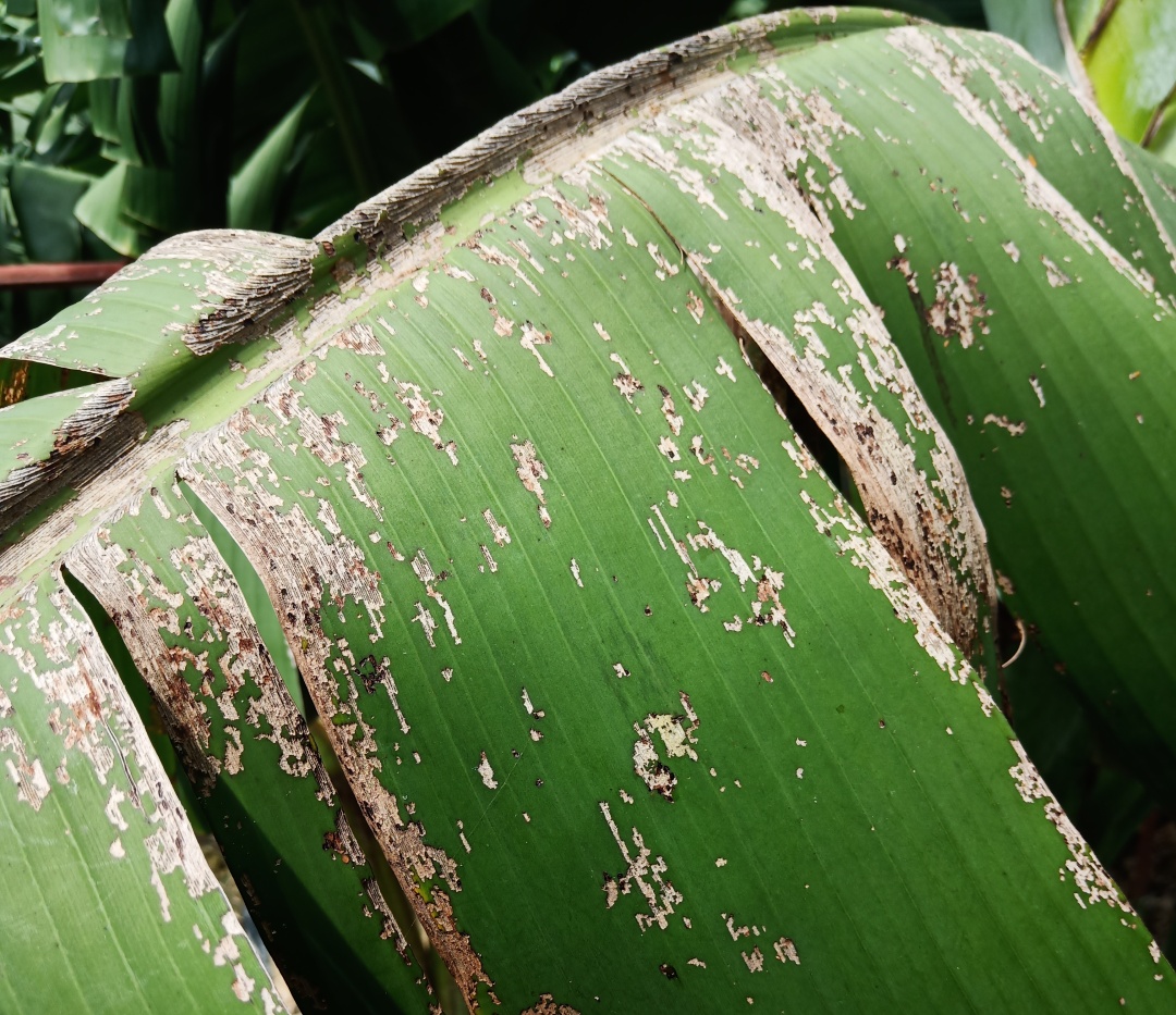 香蕉斜纹夜蛾的生活习性及防治办法