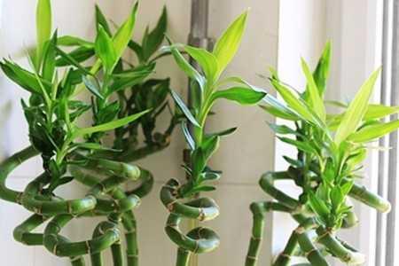 盆栽植物转运竹怎么养好?|转运竹|水培|富贵竹_新浪新闻