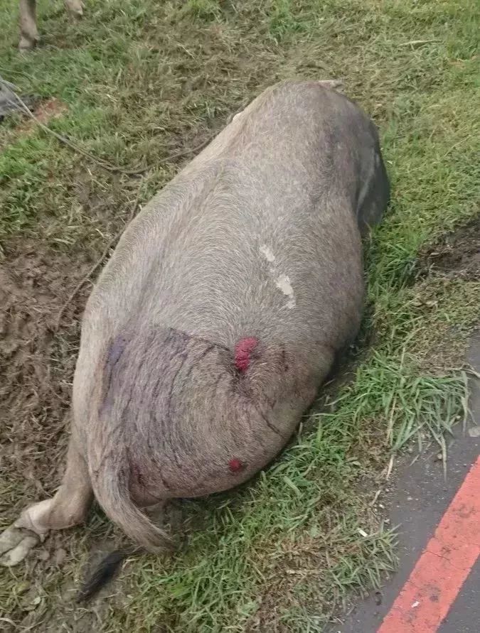 水牛半夜偷吃草被车撞牛伤了财破了路人笑惨了