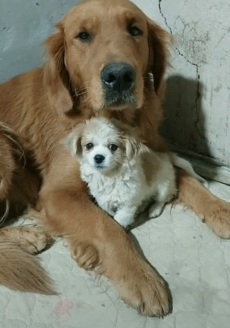 326_464竖版 竖屏gif 动态图 动图