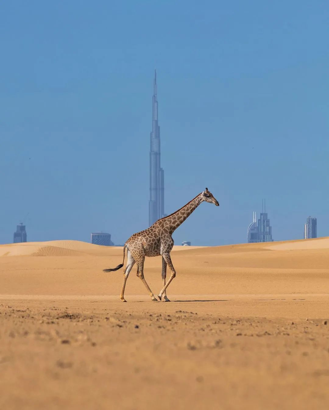 把奔驰让给小鸟筑巢,这位有颜多金的迪拜王子,看得让人犯花痴,可结局
