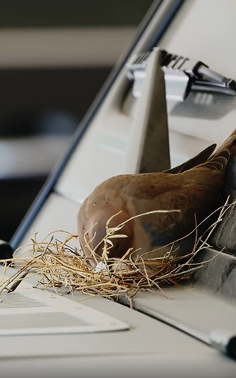 把奔驰让给小鸟筑巢,这位有颜多金的迪拜王子,看得让人犯花痴,可结局