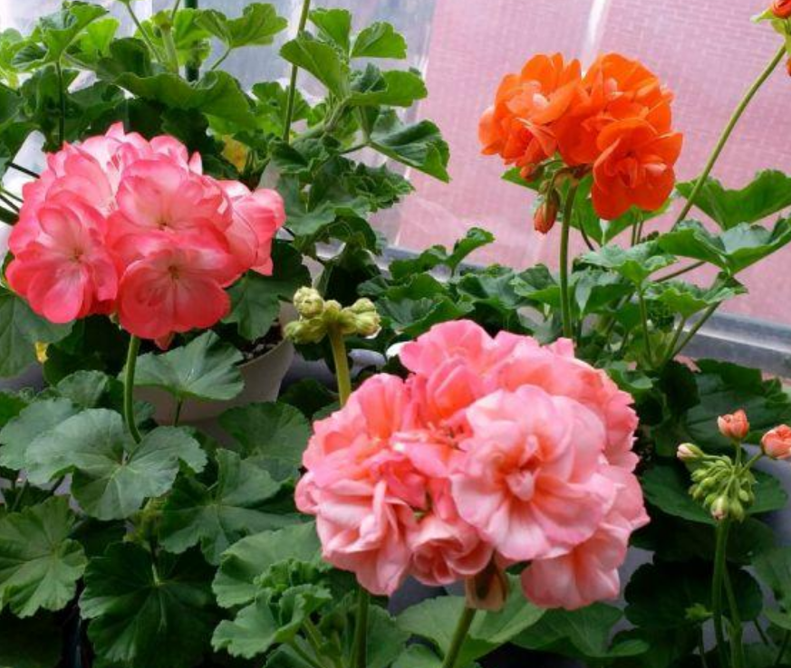 4种花花朵硕大花期长一开就是200天满树都是花朵漂亮极了