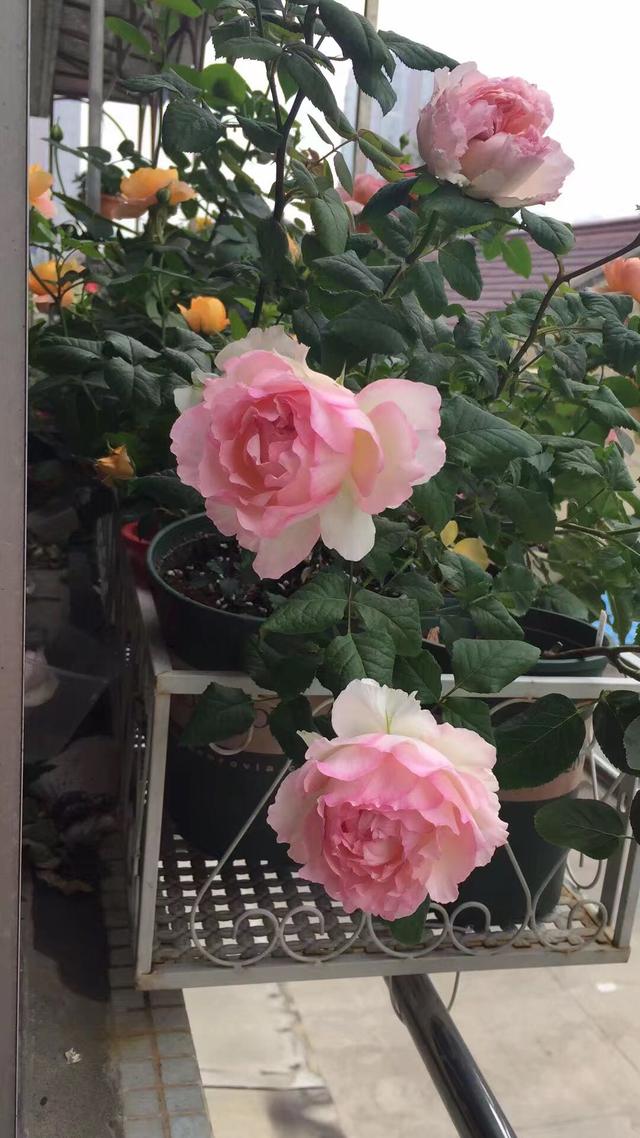 月季花界的女神仙气十足香气浓郁开花勤快盆栽也可以