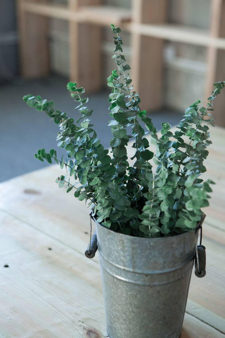 尤加利叶极具简约风却被人称为抽水机这几年备受大家欢迎