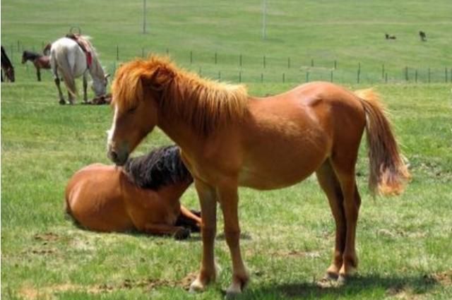 为什么"马"都是站着睡觉的?难道它们不累吗?