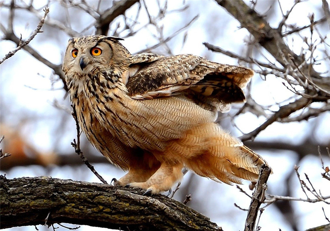 一年捕鼠4千还敢吃豪猪,遇金雕故意暴露自己|豪猪|雕鸮|金雕_新浪新闻