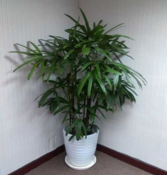 盆栽植物棕竹怎么养好
