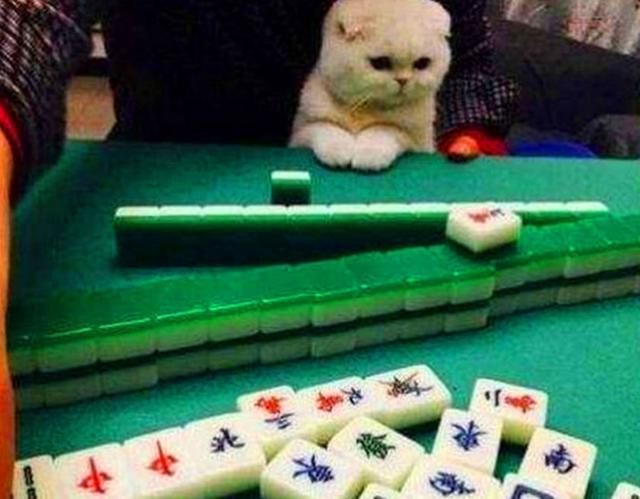 主人沉迷打麻将,猫咪在身边陪伴,一个举动让所有人愣了休闲区蓝鸢梦想 - Www.slyday.coM 主人沉迷打麻将,猫咪在身边陪伴,一个举动让所有人愣了休闲区蓝鸢梦想 - Www.slyday.coM