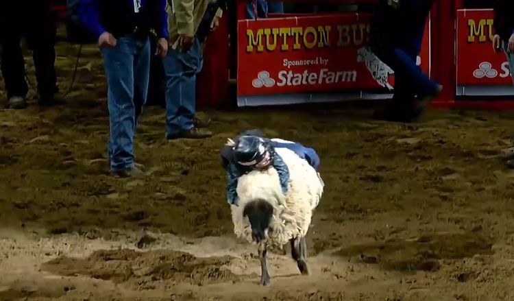 西班牙还有"骑羊比赛"?参赛者是儿童,摔倒的一刻看着真疼