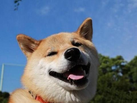 古灵精怪的柴犬 多少钱一只 其市场价格受哪些因素影响