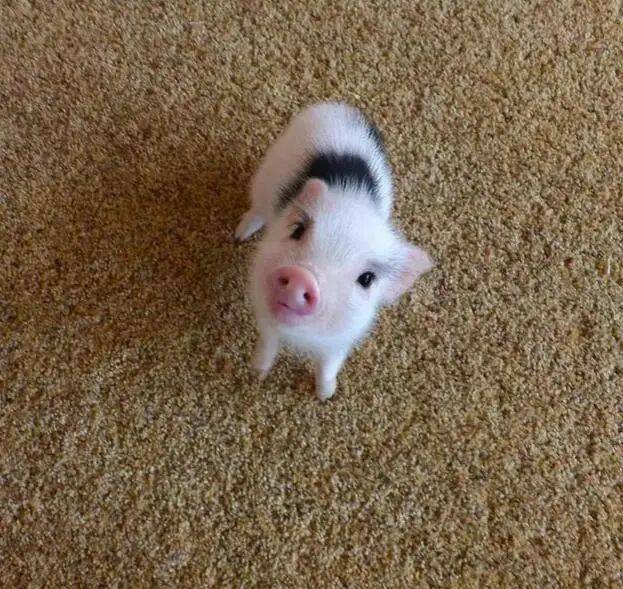 猪仔|白加黑|猪猪_新浪新闻