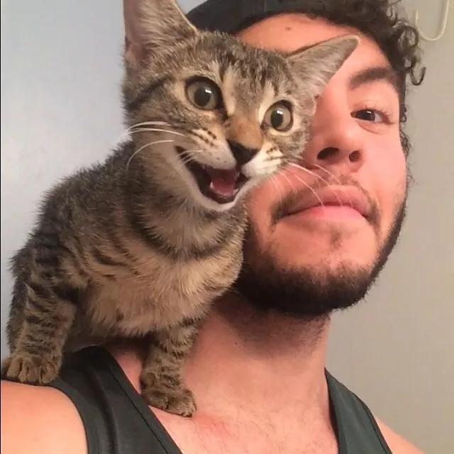 为什么猫喜欢骑在人肩膀上流浪猫鲍勃就是典型例子