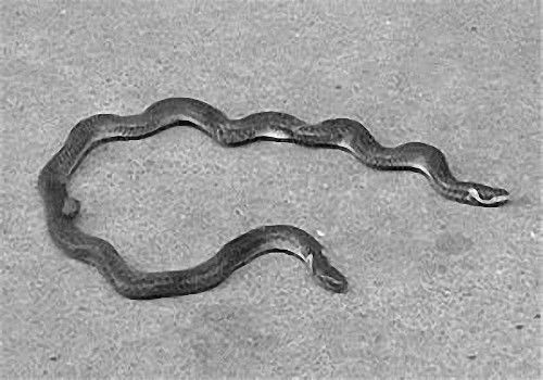 长相怪异的两头蛇面对强敌时还有这样一个独特绝招