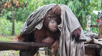 女子回家探亲途中看见了一棵会动的树,走进察看后立马掏出手机报休闲区蓝鸢梦想 - Www.slyday.coM 女子回家探亲途中看见了一棵会动的树,走进察看后立马掏出手机报休闲区蓝鸢梦想 - Www.slyday.coM