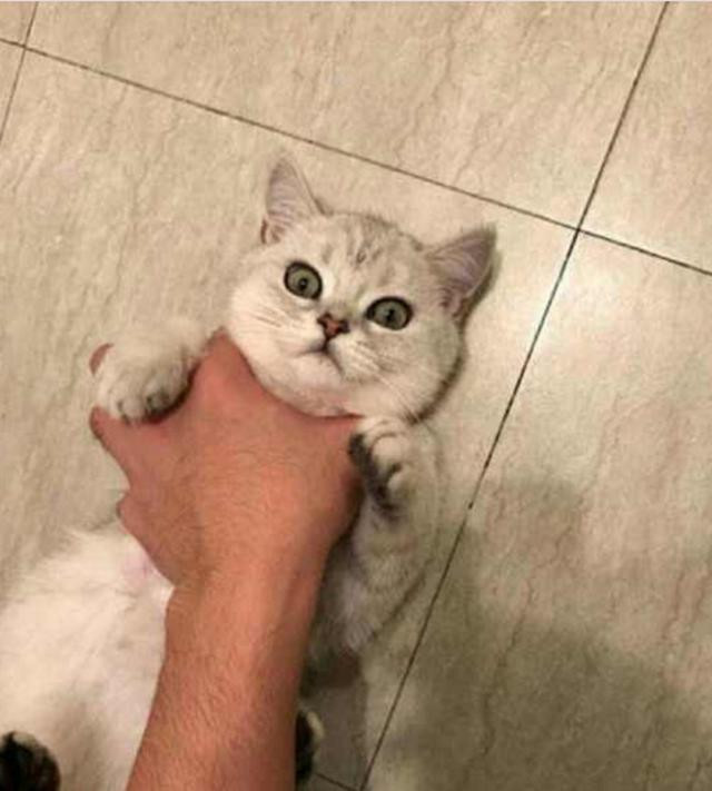 女子经常抱着猫咪亲吻厕所里看见这幕后表情瞬间凝固了