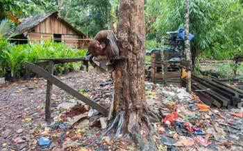 女子回家探亲途中看见了一棵会动的树,走进察看后立马掏出手机报休闲区蓝鸢梦想 - Www.slyday.coM 女子回家探亲途中看见了一棵会动的树,走进察看后立马掏出手机报休闲区蓝鸢梦想 - Www.slyday.coM