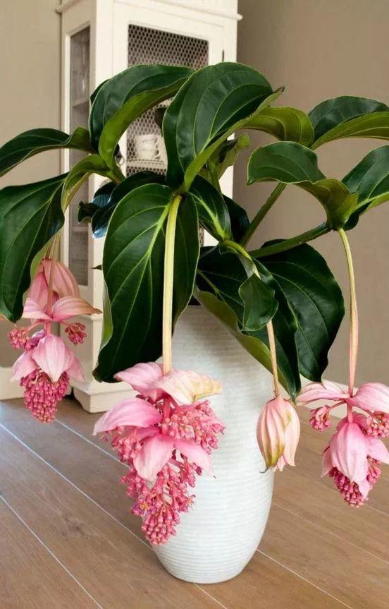 插条|宝莲灯|花卉_新浪新闻