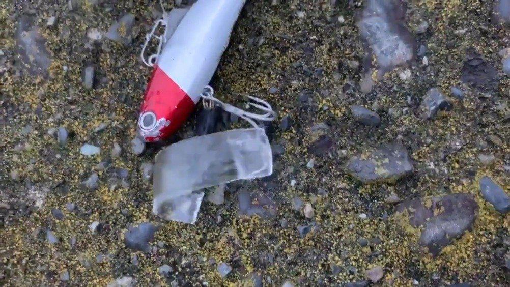 听说这是带鱼幼体