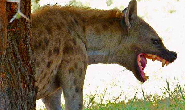 斑鬣狗|鬣狗|大草原_新浪新闻